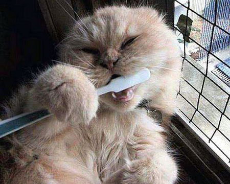 cat-brushing-teeth